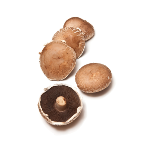 Large Brown Mushroom