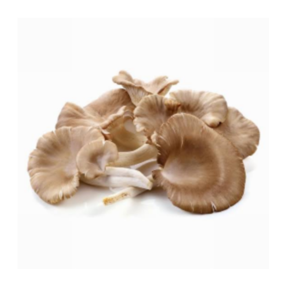 Oyster mushroom