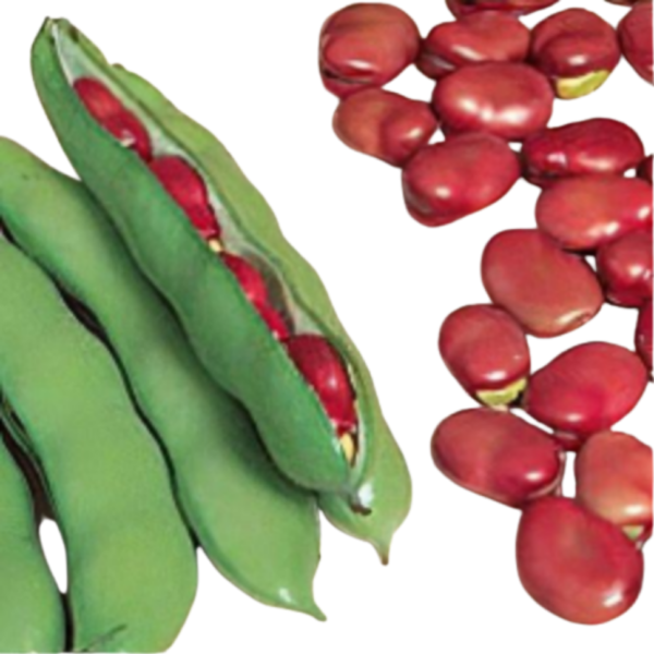Red Broad Beans