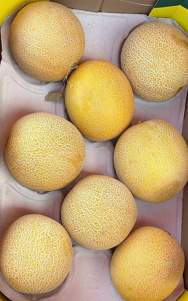 2026/07/1000088238.jpg Galia Melon(Each) - Image 1