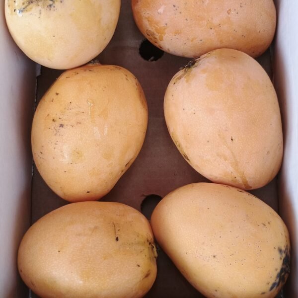 Domenica Mangoes(Box)