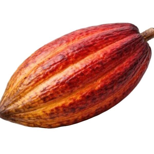Cocoa(each)