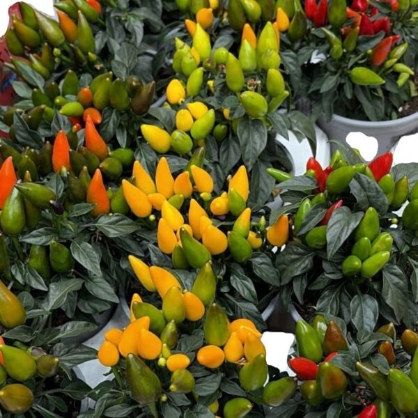 Pepper in Pot(each)