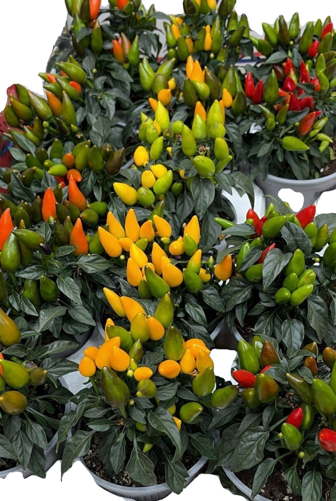 2026/07/wp-1784890645069.jpg Pepper in Pot(each) - Image 1