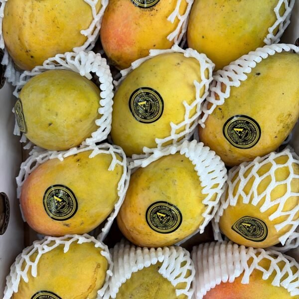 Egyptian Mangoes (Box)