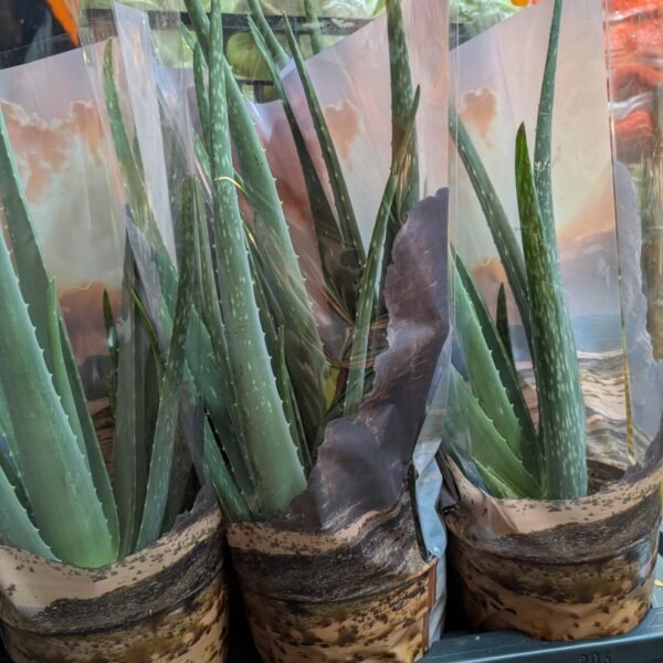 Aloe Vera Plant(each)