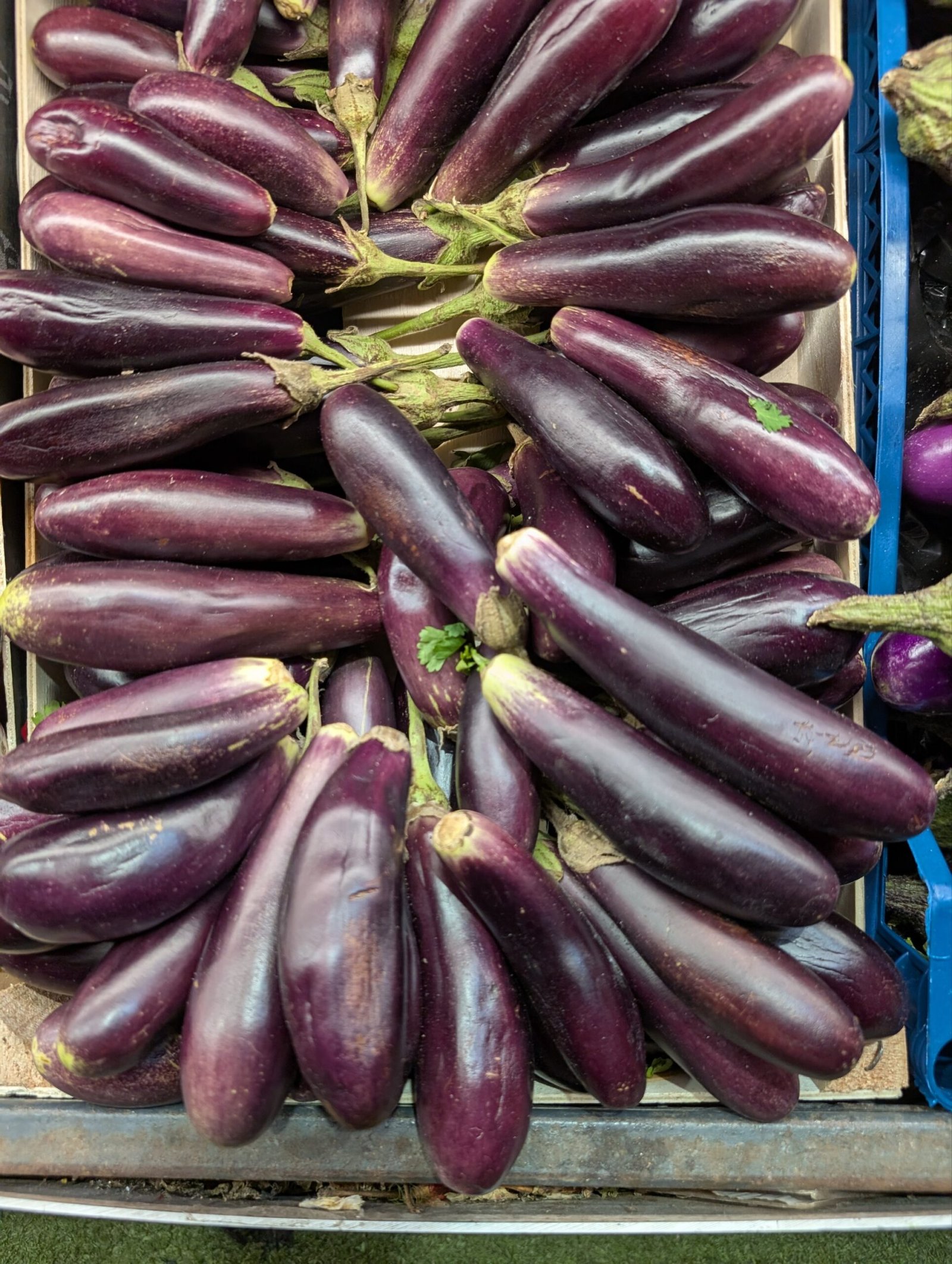 2026/09/3513-scaled.jpg Ravia Aubergine (Box) - Image 1